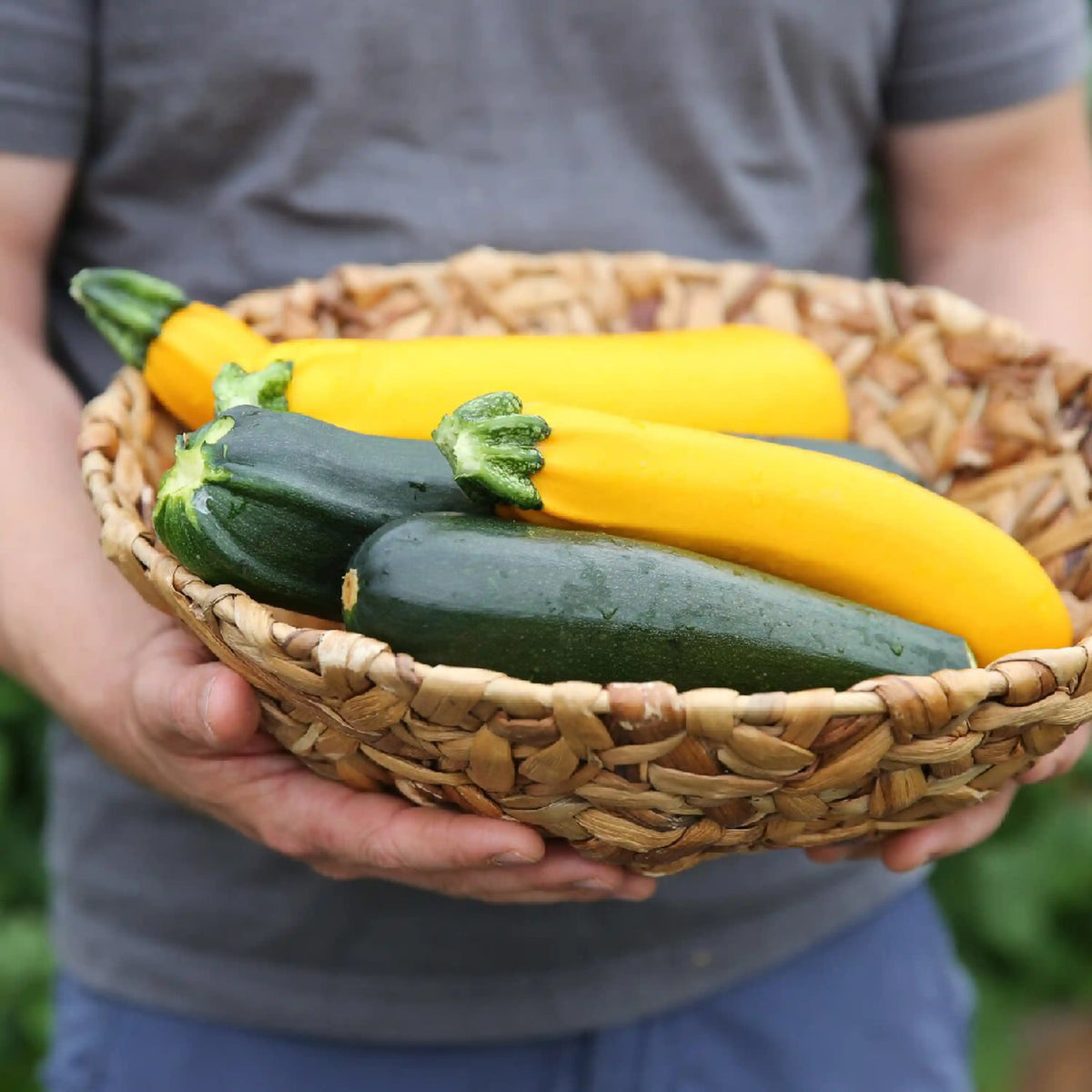 Basket holding fresh zucchini and yellow squash ready for freeze drying