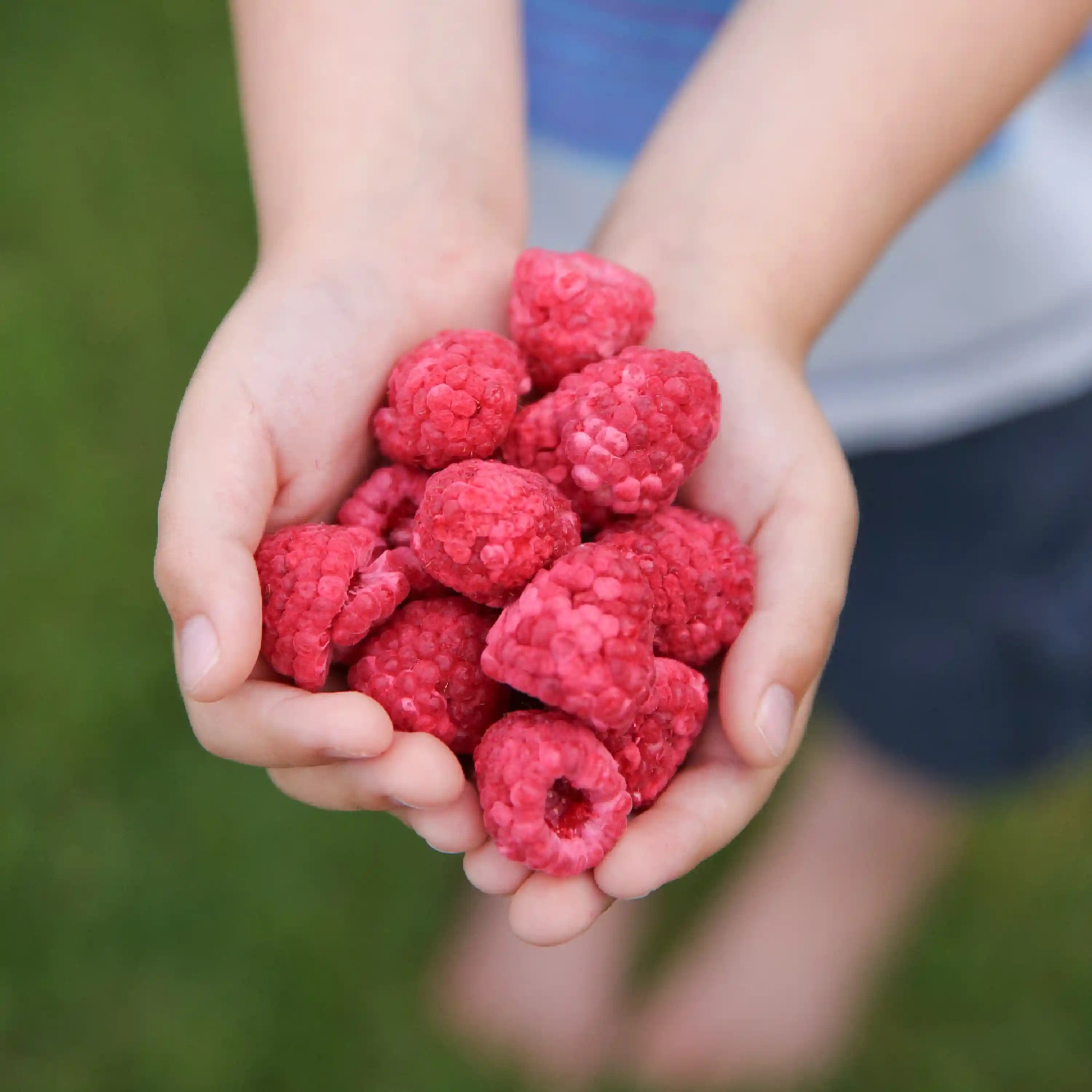 Freeze-dried red berries in hands for home freeze-drying