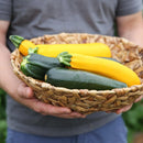 Harvest Right Home Freeze Dryer with 5 Tray & Mylar Starter Kit in Stainless Steel, Medium (N-HRFDMSS-PP)