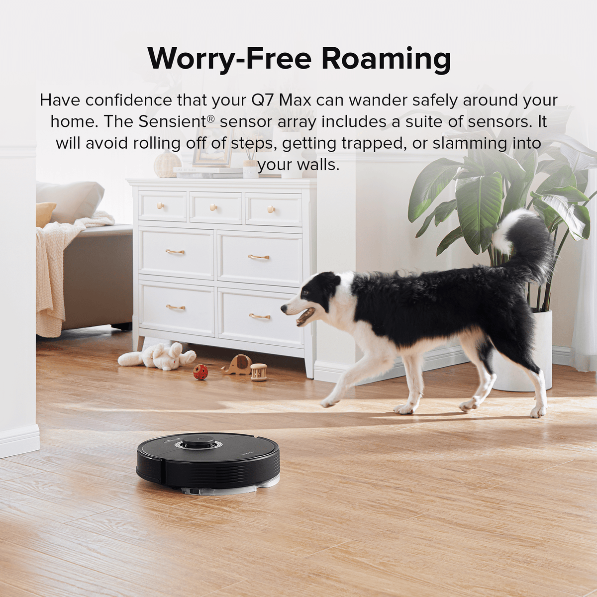 Black Roborock robot vacuum and mop roaming with a pet nearby